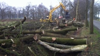 Bomen Hitlandselaan worden toch gekapt!
